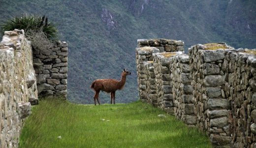 古代アメリカ文明 ─ 共通点・鉄器・特徴【世界史】